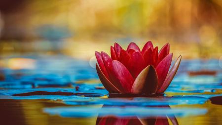 Blüte auf Wasser