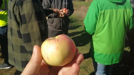 Beim Verkaufsstand wird ein Apfel in die Hand genommen