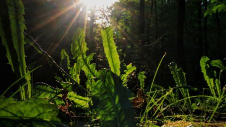 Löwenzahnblätter auf Waldboden mit Sonnenstrahlen