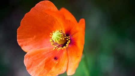 Blume mit rot-gelben Blüten