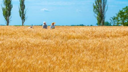 Kornfeld unter blauem Himmel